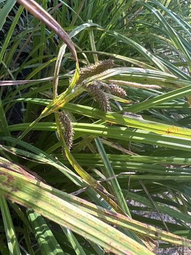 Carex crinita, 2026-09-27