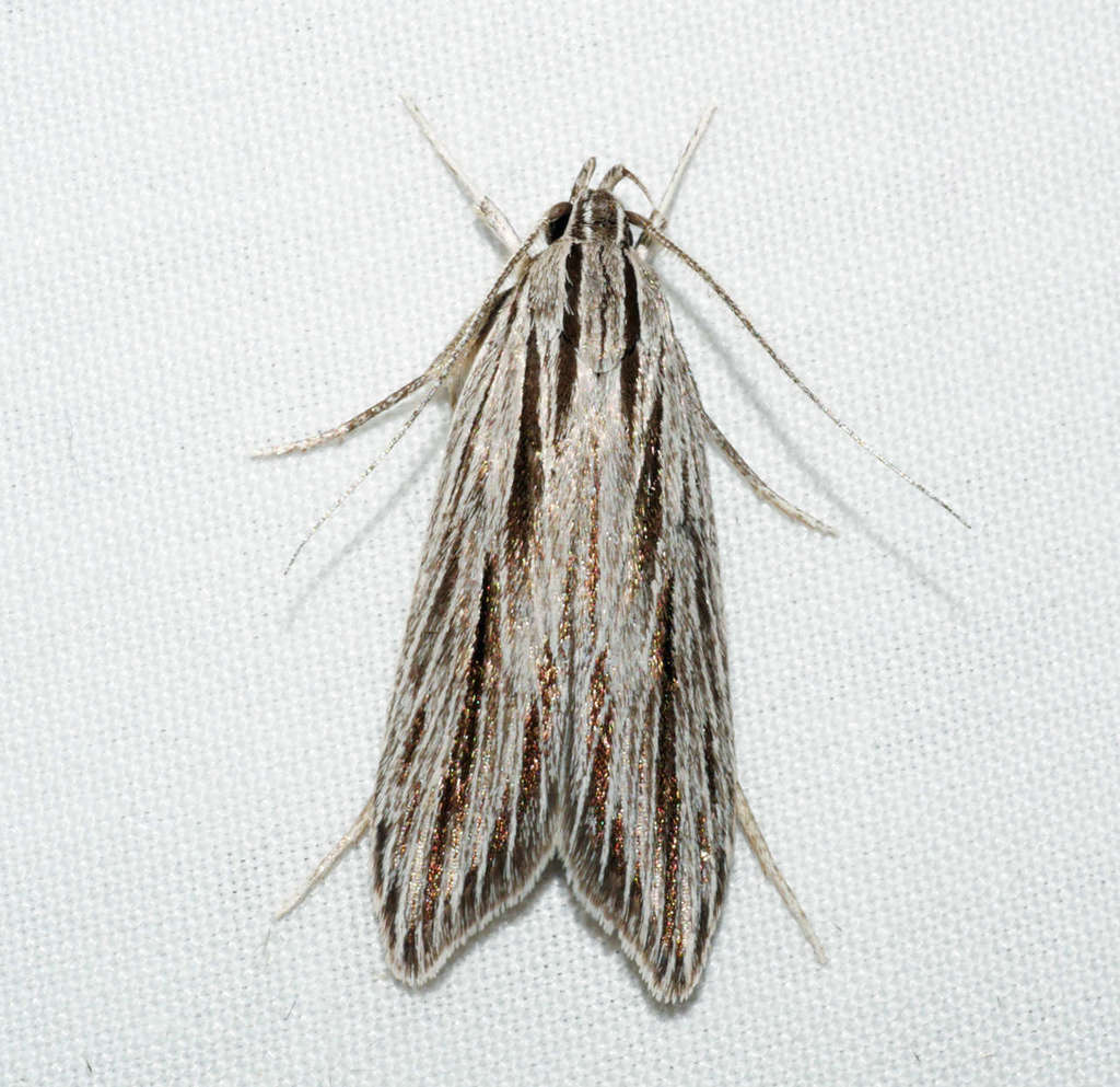 Leistarcha scitissimella