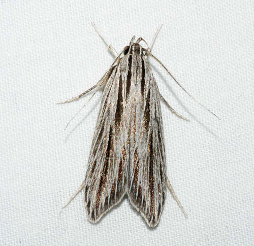 Leistarcha scitissimella (Walker, 1864)