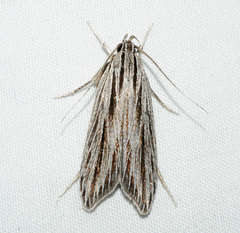 Leistarcha scitissimella