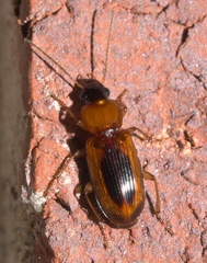 Stenolophus dissimilis