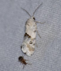 Ponometia altera