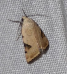 Micrathetis costiplaga