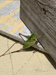 Pediodectes haldemanii