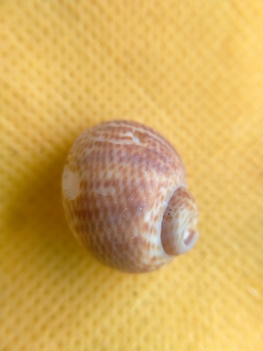 Tiger Moon Snail