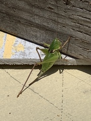 Pediodectes haldemanii