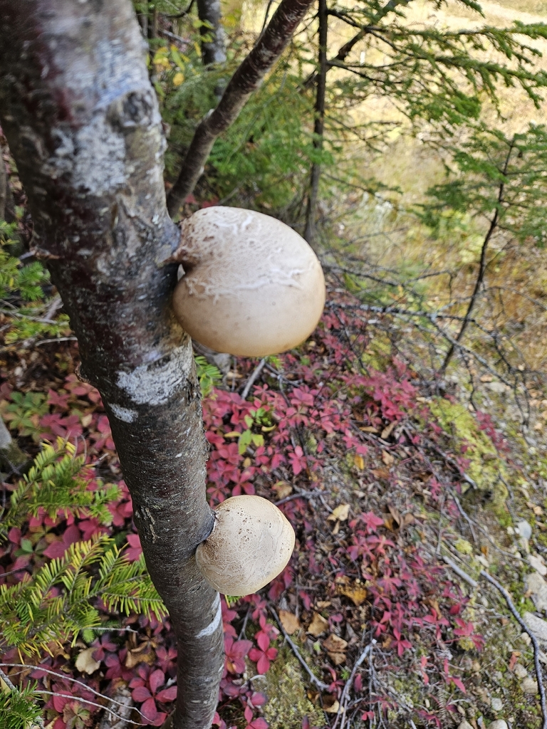 birch polypore · September 2026 · photo: Photo: no rights reserved · iNaturalist