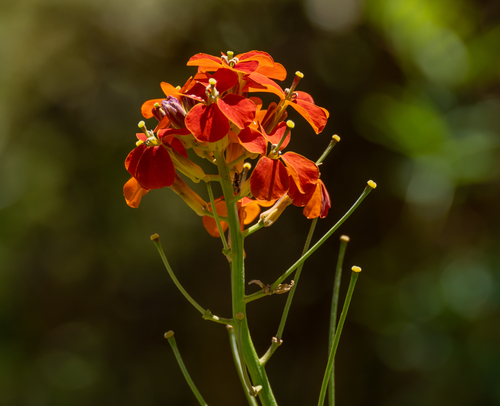 Erysimum capitatum, 2026-09-24