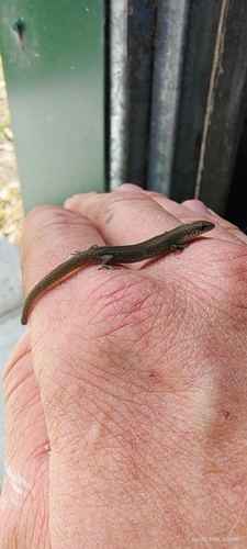 Tree-base Litter Skink