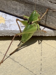 Pediodectes haldemanii