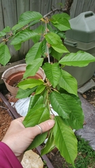 Prunus