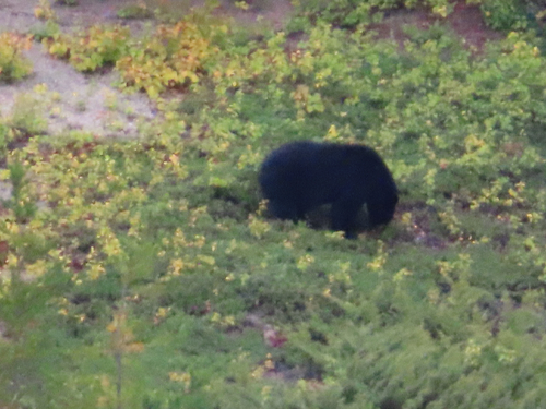 Black Bear sighting near Division No. 17