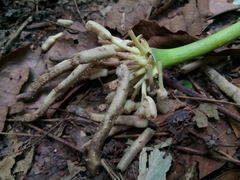 Cecropia schreberiana