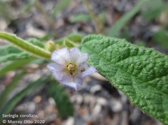 Seringia corollata