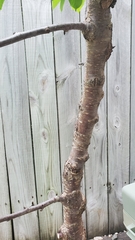 Prunus