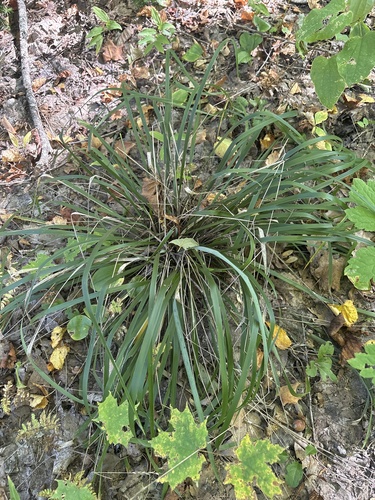 Oryzopsis asperifolia observed 2026-09-27