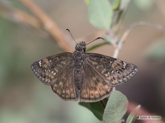 Erynnis telemachus
