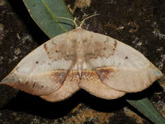 Anthela varia