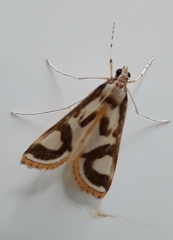 Theila siennata