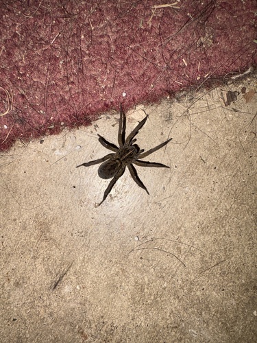 Wetland Giant Wolf Spider