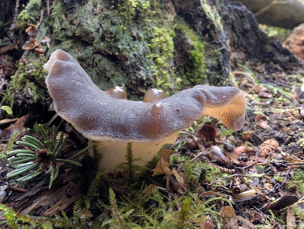 Toothed Jelly Fungus · September 2026 · photo: Photo: (c) Megan Dark, some rights reserved (CC BY) · iNaturalist