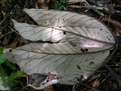 Cecropia schreberiana
