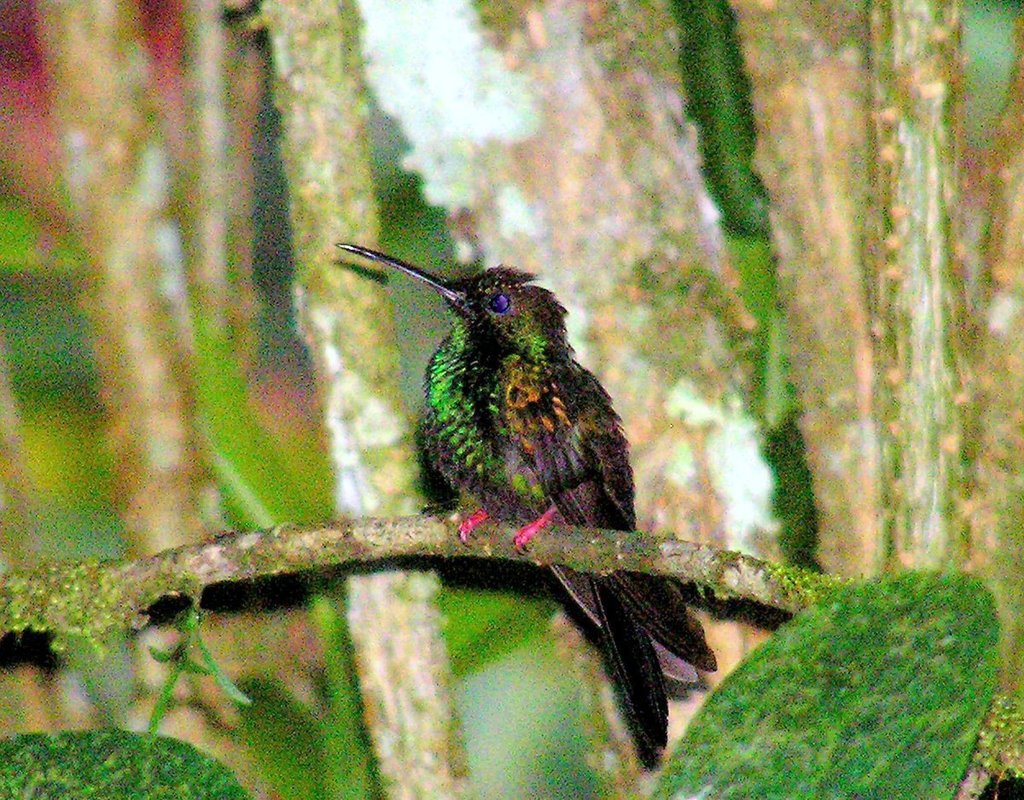 Colibrí Patirrojo, Chalybura urochrysia