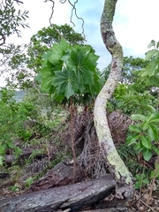 Klotzschia glaziovii