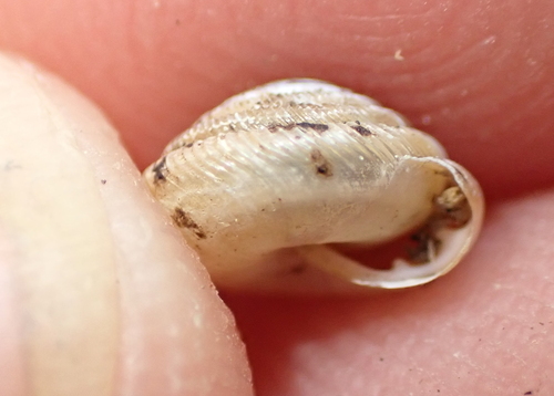 Gastrodonta interna observed 2026-09-25