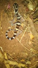 Coleonyx nemoralis