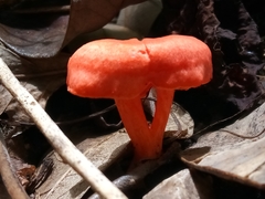 Cantharellus coccolobae