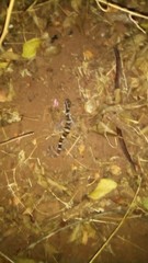Coleonyx nemoralis