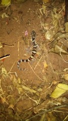 Coleonyx nemoralis