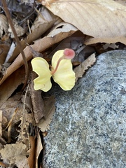 Exobasidium vaccinii