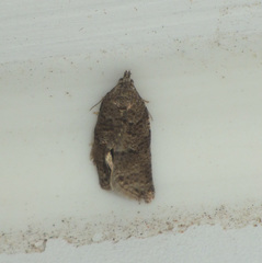 Cnephasia incertana
