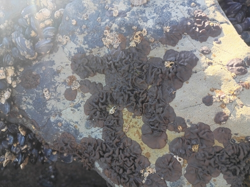 Petrospongium rugosum observed 2026-09-27