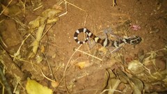 Coleonyx nemoralis