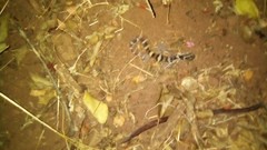 Coleonyx nemoralis