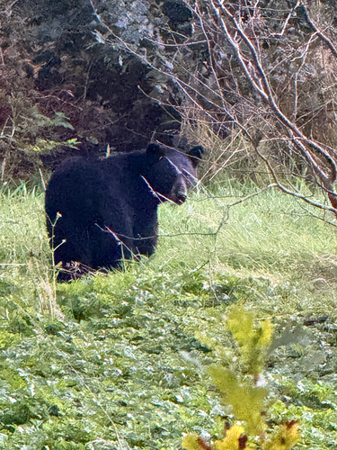 Black Bear sighting near Squamish