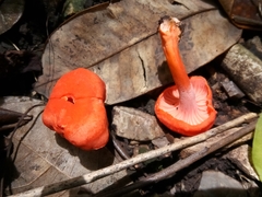 Cantharellus coccolobae