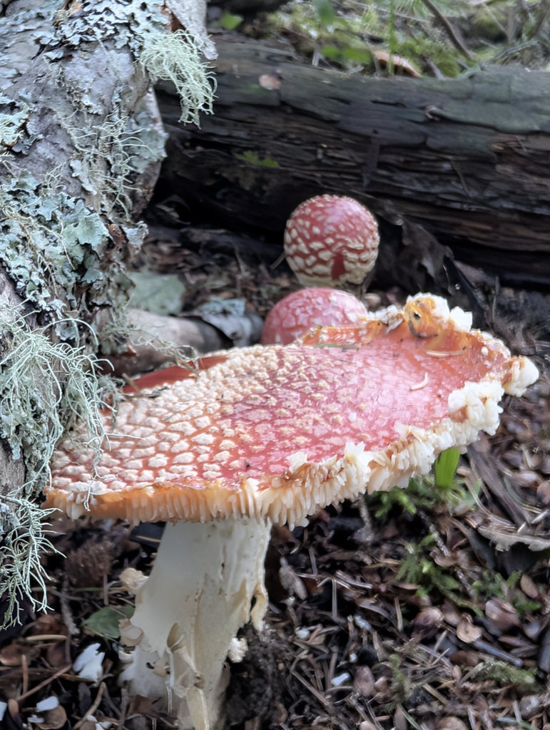 American Fly Agaric · September 2026 · photo: Photo: (c) Megan Dark, some rights reserved (CC BY) · iNaturalist
