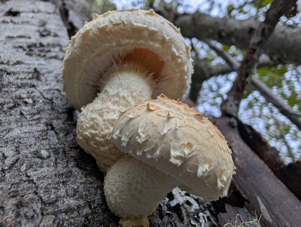 Destructive Pholiota · September 2026 · photo: Photo: (c) Megan Dark, some rights reserved (CC BY) · iNaturalist