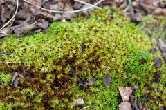 Syntrichia robusta