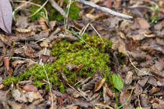Syntrichia robusta