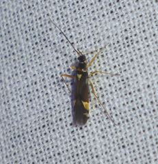 Cyllecoris histrionius