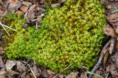 Syntrichia robusta