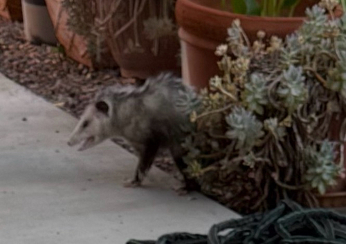 Virginia Opossum