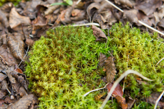 Syntrichia robusta