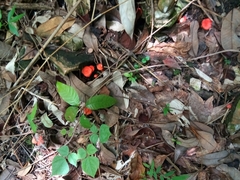 Cantharellus coccolobae