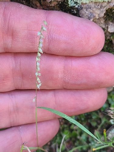 Muhlenbergia uniseta, 2026-09-27